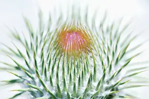 Onopordum: Thistle