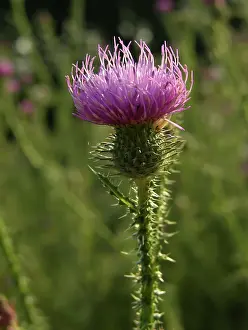 Cirsium: Thistle