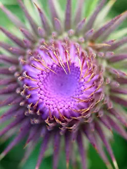 Cirsium: Thistle