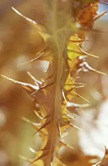 Scotch: Thistle