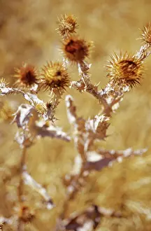 Final: Thistle