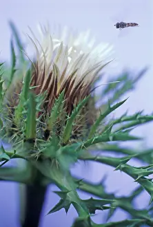 Stemless: Thistle