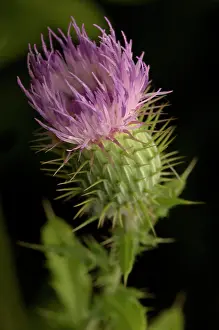 Scotch: Thistle