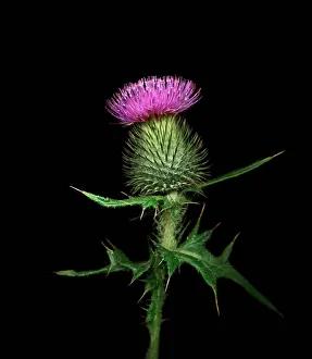 Scotch: Thistle
