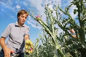 Scotch: Thistle
