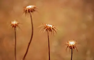 Carlina: Thistle