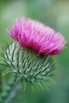 Roadside: Thistle