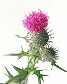 Roadside: Thistle