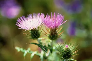 Triple: Thistle