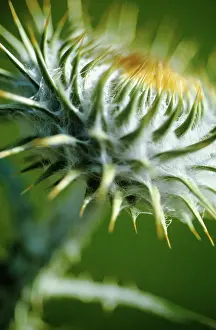 Carlina: Thistle