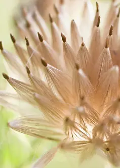 Connected: Thistle