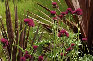 Layers: Thistle