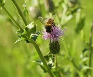 Cooperation: Thistle
