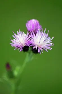 Alentejo: Thistle Flowers Castro Verde, Alentejo, Portugal