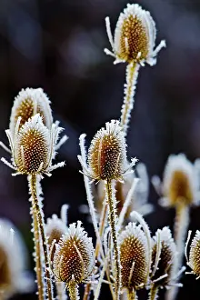 Thistles: Thistle heads - covered in frost