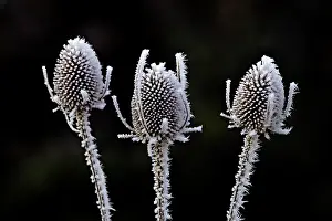 Arty: Thistle heads - covered in frost