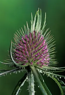 Onopordum: Thistle - Inflorescence