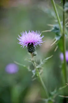 Thistle: Thistle, Montpellier thistle, Cirsium monspessulanum