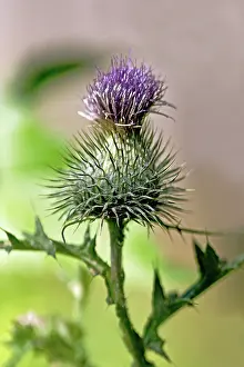 Scotch: Thistle, Scotch thistle, Cotton thistle