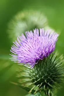 Scotch: Thistle, Scotch thistle, Cotton thistle, Onopordum