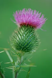 Roadside: Thistle, Spear thistle, Scotcch thistle, Bull thistle