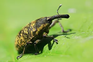 Thistle: Thistle weevil (Larinus turbinatus), beetle with
