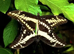 Copula: Thoas Swallowtail Butterflies Mating