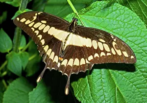 Swallowtail: Thoas Swallowtail Butterfly