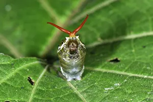 Pheromones: Thoas Swallowtail caterpillar deploys its osmeterium