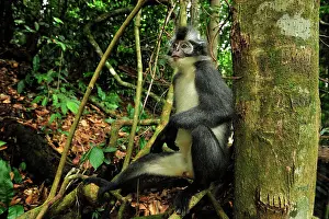 Thomas: Thomas's Langur / Thomas's Leaf Monkey