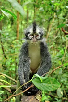 Thomas: Thomas's Langur / Thomas's Leaf Monkey