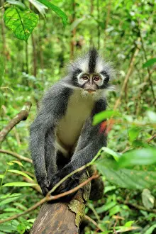 Thomas: Thomas's Langur / Thomas's Leaf Monkey