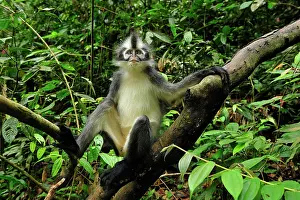 Thomas: Thomas's Langur / Thomas's Leaf Monkey