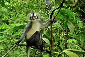 Thomas: Thomas's Langur / Thomas's Leaf Monkey