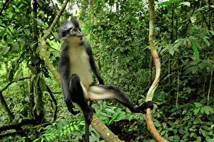 Thomas: Thomas's Langur / Thomas's Leaf Monkey