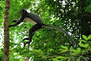 Thomas: Thomas's Langur / Thomas's Leaf Monkey - jumping