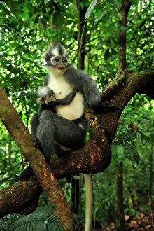Thomas: Thomas's Langur / Thomas's Leaf Monkey - mother with baby