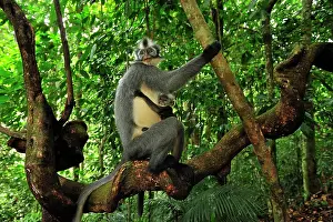 Thomas: Thomas's Langur / Thomas's Leaf Monkey - mother with baby