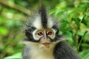 Thomas: Thomas's Langur / Thomas's Leaf Monkey - portrait