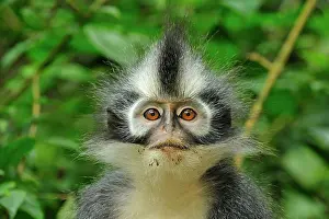 Thomas: Thomas's Langur / Thomas's Leaf Monkey - portrait
