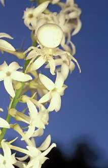 Ambush: Thomisid spider (Stackhousia monogyna) lying in