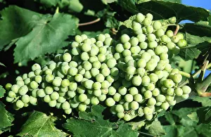 Orchards: Thompson Grapes