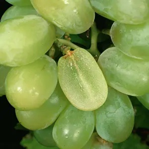 Thomson: Thomson Seedless Grapes