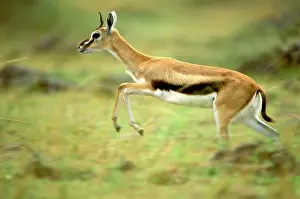 Thomsoni: ThomsonIs Gazelle - Female pronking