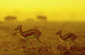 Thomsoni: ThomsonIs Gazelle - female and young
