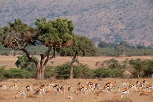 Thomsoni: ThomsonIs GAZELLE - herd, grazing