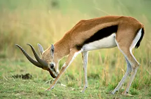 Thomsons: ThomsonIs Gazelle Male bending forward to nuzzle