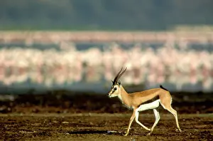Thomsons: ThomsonIs Gazelle - Male running, with Flamingos