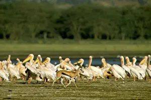 Thomsons: ThomsonIs Gazelle - Male running with flock of