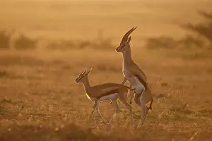 Thomsons: ThomsonIs Gazelle - mating at sunrise